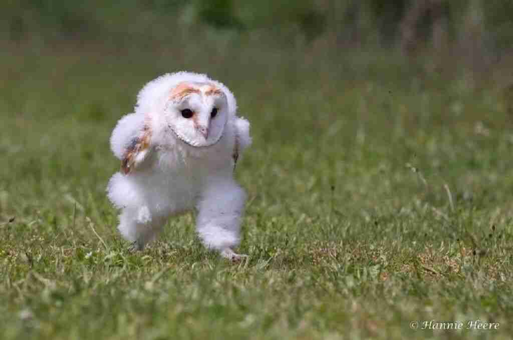 Barn Owl